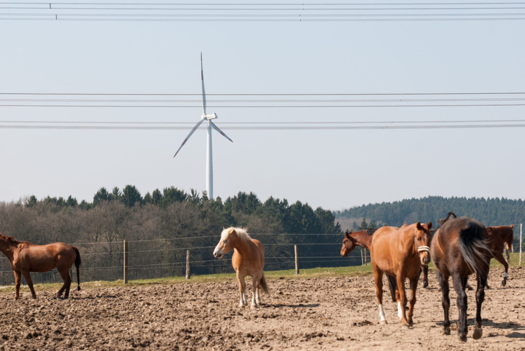 Unsichtbare Gefahr für Pferde: Elektrosmog